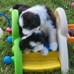 Bearded Collie Puppies from Lone Star Bearded Collies