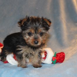 Girl 1 - Black and tan female Yorkshire Terrier puppy in Saint Clair, Missouri from Missouri Yorkies