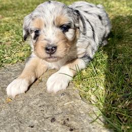 Amora - Blue merle female Aussiedoodle puppy in Grants Pass, Oregon from Woodwind Miniatures