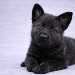 Yellow Collar - Sable female German Shepherd puppy in Casscoe, Arkansas from Crown H Shepherds