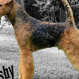 Gatsby - Airedale Terrier