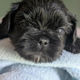 Jet - Black male Shih Tzu puppy in Claxton, Georgia from Small Pawz Shih tzu