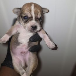 Snickerdoodle - Black sabled fawn male Chihuahua puppy in Camden, New Jersey from Maldonado Pet Life Breeder LLC.