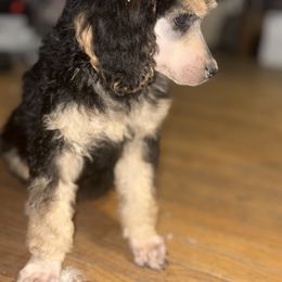 Dalmatian and Poodle Puppies from Exquisite Dalmatians & Standard Poodles