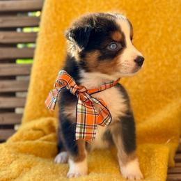 Aspen - Red tri-color male Australian Shepherd puppy in Beaverdam, Virginia from Cimmarun Farm Aussies
