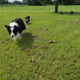 Border Collie Puppies from K&R RANCH.