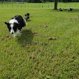 Border Collie Puppies from K&R RANCH.