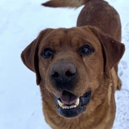 King - Labrador Retriever