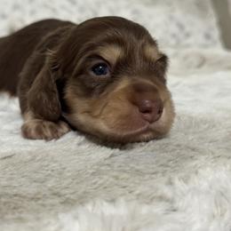 Dachshund Puppies from Suzie’s Mini Doxies