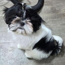Ziggy - Tricolor female Shih Tzu puppy in Riverside, California from Raincross Shih Tzu