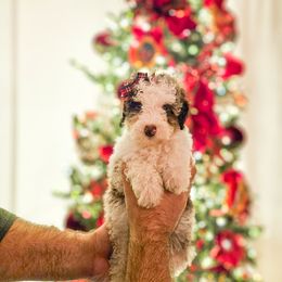 Sprinkles - Merle female Bernedoodle puppy in Russell Springs, Kentucky from 270 Doodles