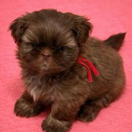 Red girl - Liver female Shih Tzu puppy in Berkeley Springs, West Virginia from Sandridge Shih Tzus