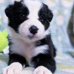 Kiss - Black and white female Border Collie puppy in Raccoon, Kentucky from Skyline Border Collies