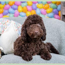Jerri - Brown male Cockapoo puppy in Connersville, Indiana from Deaz Doodle Ranch