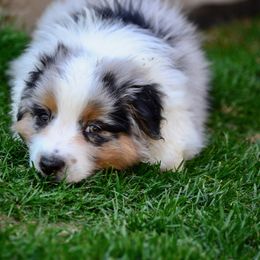 Australian Shepherd Puppies from Saddle Peak Aussies