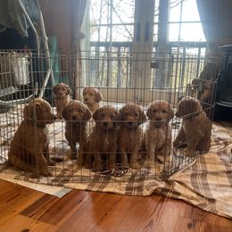 Goldendoodle Puppies from Puppies of the West