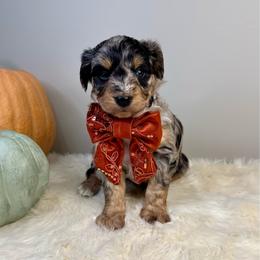 Honey - Blue merle female Aussiedoodle puppy in Adams, Nebraska from Boxcar Doodles and Poodles