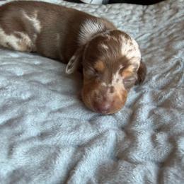 Dapple female - Dapple female Dachshund puppy in Woodward, Oklahoma from Wiener Dreams Dachshunds