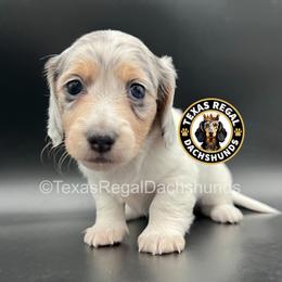 Glory - Dapple female Dachshund puppy in Houston, Texas from Texas Regal Dachshunds LLC