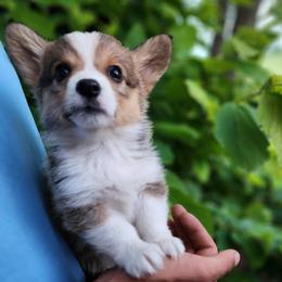 Juniper - Sable female Pembroke Welsh Corgi puppy in Sidney, Ohio from Cozy Corgi Ranch