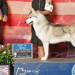 Siberian Huskies from JST Siberians