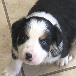 Border Collie Puppies from Burke BC’s