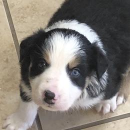 Border Collie Puppies from Burke BC’s