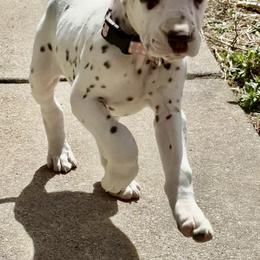 Maxine - White and liver brown female Dalmatian puppy in Albuquerque, New Mexico from Storm & Blue's Dalmatian Pups