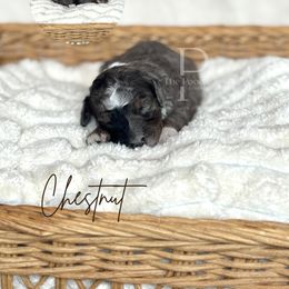 Chestnut - Blue merle male Bernedoodle puppy in Tulsa, Oklahoma from The Poodle Co. Raising Doodles & Poodles