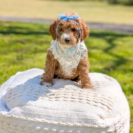 Bubble - Red  female Goldendoodle puppy in Whitesburg, Georgia from Asbury & Co Farms