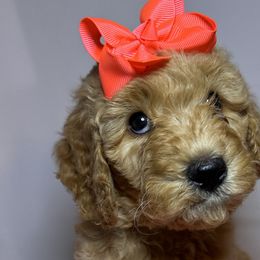 Orange Collar Girl - Apricot Goldendoodle puppy in Richmond, Virginia from Kessi Doodles