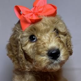 Orange Collar Girl - Apricot Goldendoodle puppy in Richmond, Virginia from Kessi Doodles