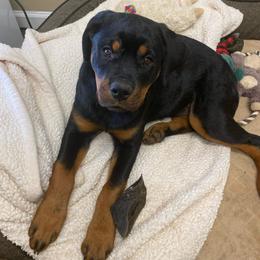 Rottweiler Puppies from Vom Arnold-Hause Rottweilers