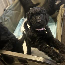 Poodle Puppies from SoFlo Standard Poodles