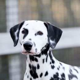 Ziti - Dalmatian