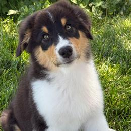 Rubius Hagrid - Black tri-color male Australian Shepherd puppy in Tehachapi, California from Boundless Joy Aussies