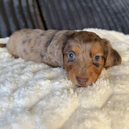 Casper - Dapple male Dachshund puppy in Menifee, California from TeenieWeenieDoxies