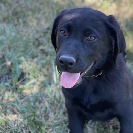 Orange Collar - Black Labrador Retriever puppy in Mansfield, Missouri from Labradors of Moxley Meadow