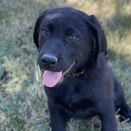 Orange Collar - Black Labrador Retriever puppy in Mansfield, Missouri from Labradors of Moxley Meadow