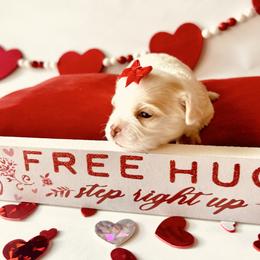 AKC Max 3000 - Cream and white male Chihuahua puppy in Rowlett, Texas from Sugar Cookie Chihuahuas