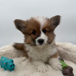 Luther - Red male Pembroke Welsh Corgi puppy in Minooka, Illinois from Lucky J Corgis
