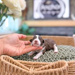 C h a r l i e      ( teddy bear poochon ) - male Cavapoochon puppy in Hooper, Utah from Anchor Dogs