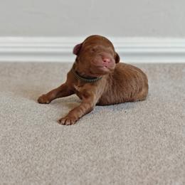 Green Boy - Red  male Goldendoodle puppy in Guthrie, Oklahoma from Edmond Doodles, LLC