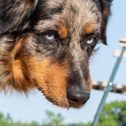 Titan - Australian Shepherd