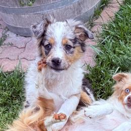 Miniature American Shepherds and Miniature Australian Shepherds from ShawnMarie Davis