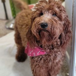 Goldendoodle All Grown Up from Doo a Little Doodle