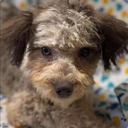 Maltipoo puppies from Mosaic Merle Doodles