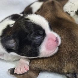 Girl 1 - Black and white female Shih Tzu puppy in League City, Texas from Divine Pups