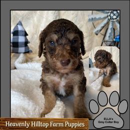 Ella's - Gray Collar Boy - Phantom male Poodle puppy in Charlo, Montana from Heavenly Hilltop Farm