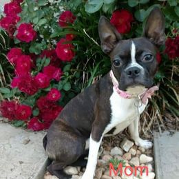 Poppy - Boston Terrier